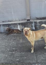Found/Stray Unknown Dog last seen Behind La Michoacana, Oklahoma City, OK 73109