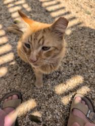 Reunited Male Cat last seen Chapman and Davis, San Jose, CA 95126