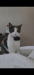 Lost Female Cat last seen Melrose and Richardson dr, Richardson, TX 75080