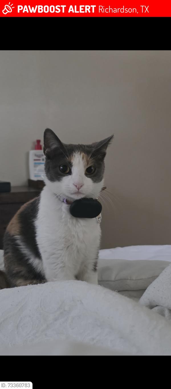 Lost Female Cat last seen Melrose and Richardson dr, Richardson, TX 75080