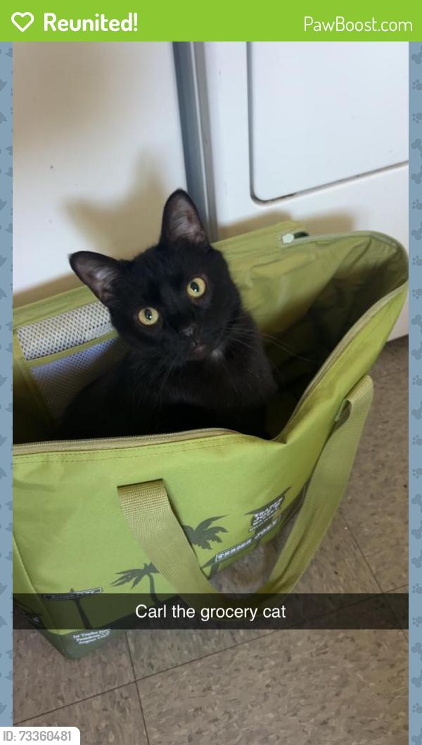 Reunited Male Cat last seen Broadway Ln, Lemon Grove, CA 91945, USA, Lemon Grove, CA 91945