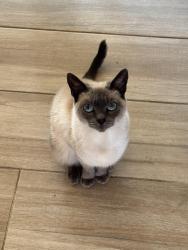 Lost Female Cat last seen Galindo Dr, Dublin, CA 94568