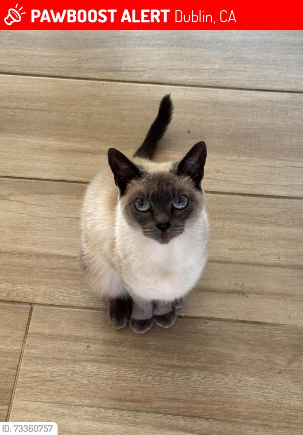 Lost Female Cat last seen Galindo Dr, Dublin, CA 94568