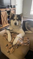 Lost Female Dog last seen woodlake parkway and Lakeview drive, San Antonio, TX 78244