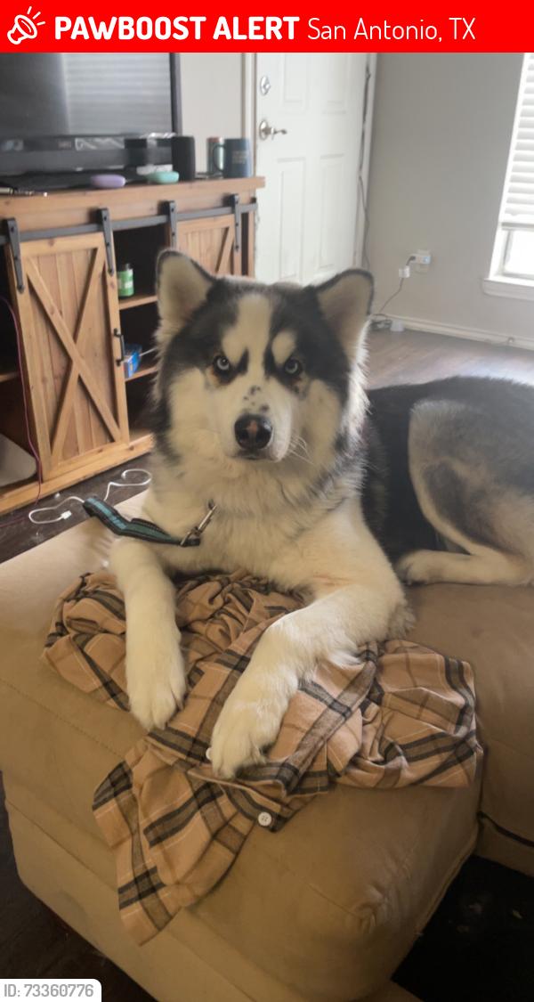 Lost Female Dog last seen woodlake parkway and Lakeview drive, San Antonio, TX 78244