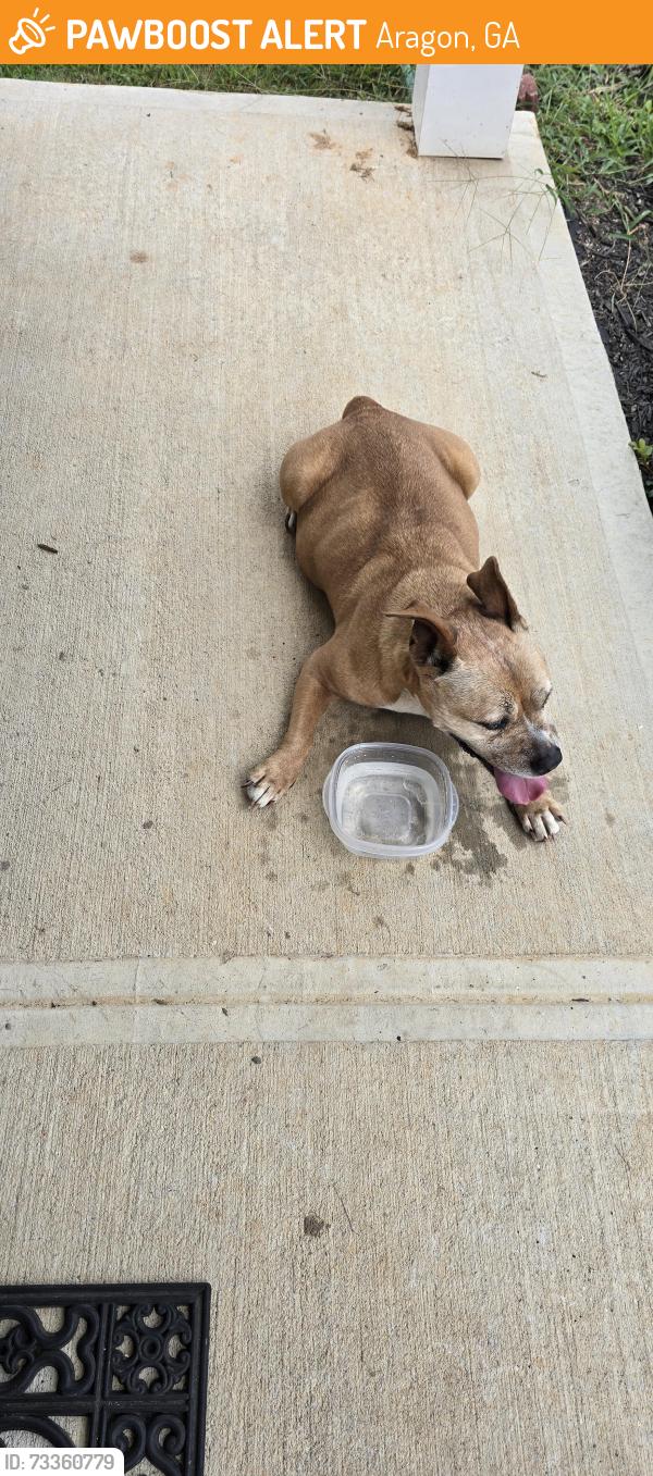 Found/Stray Female Dog last seen White river, Aragon, GA 30104