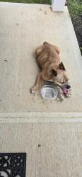 Found/Stray Female Dog last seen White river, Aragon, GA 30104