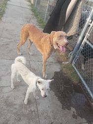 Found/Stray Male Dog last seen Cortland and del Mar, Fresno, CA 93704