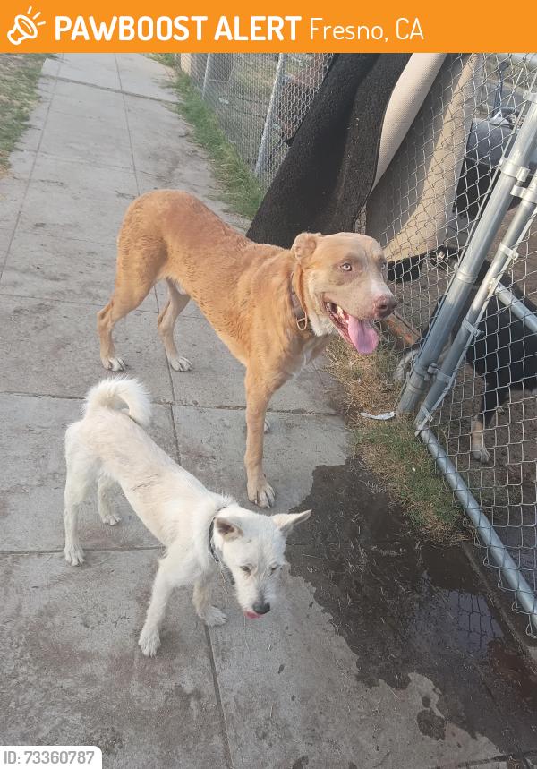 Found/Stray Male Dog last seen Cortland and del Mar, Fresno, CA 93704