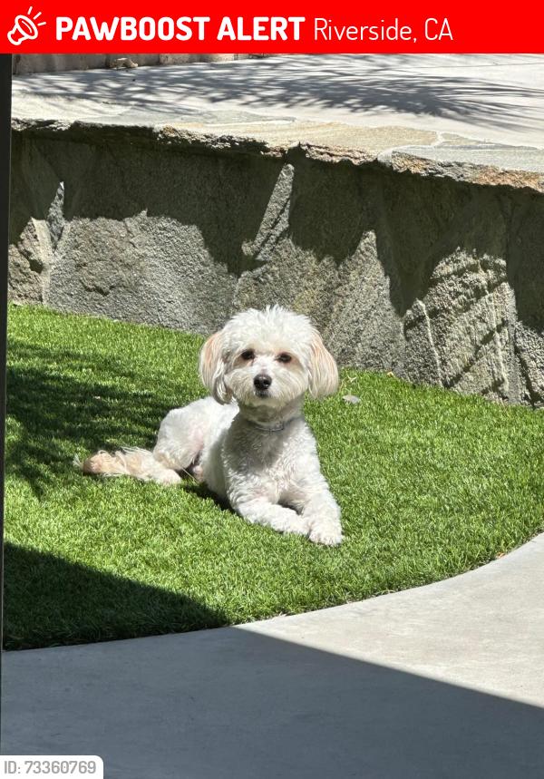 Lost Male Dog last seen Arlington, Heathcliff, Riverside, CA 92505