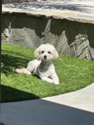 Lost Male Dog last seen Arlington, Heathcliff, Riverside, CA 92505