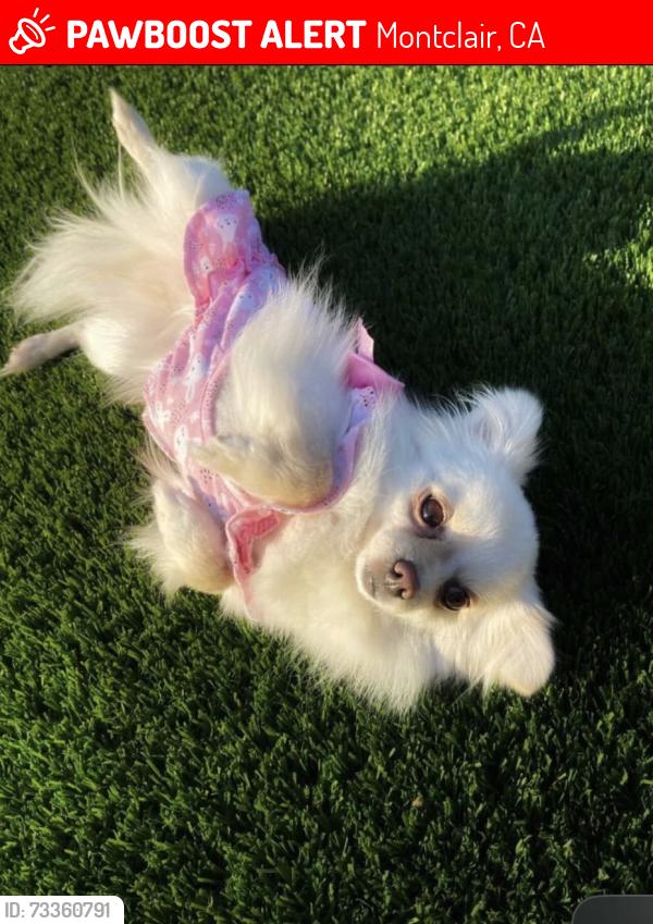 Lost Female Dog last seen Marion ave, Montclair, CA 91763