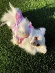 Lost Female Dog last seen Marion ave, Montclair, CA 91763