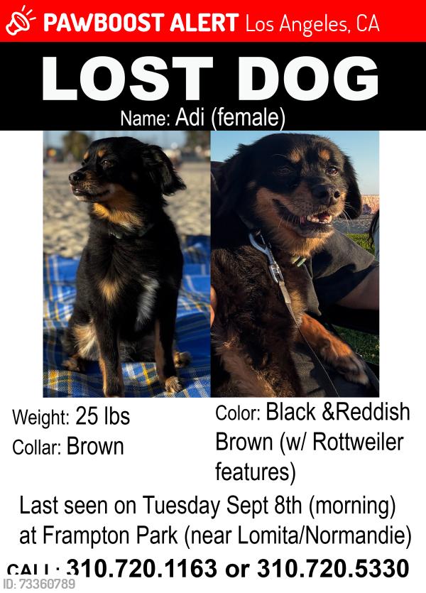 Lost Female Dog last seen Frampton Park, Los Angeles, CA 90710