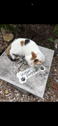 Lost Female Cat last seen Shady Hills rd, Spring Hill, FL 34610
