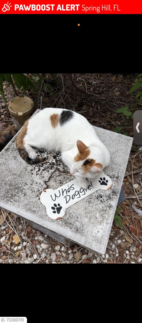 Lost Female Cat last seen Shady Hills rd, Spring Hill, FL 34610