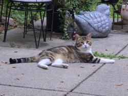 Found/Stray Male Cat last seen E. Flint Street. Lake Orion Methodist Church on corner., Lake Orion, MI 48362
