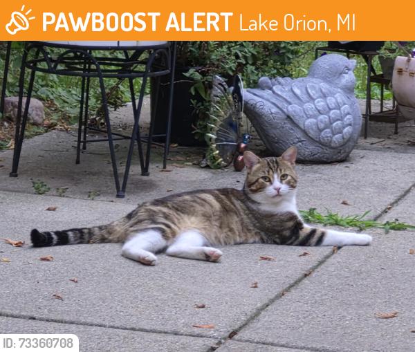 Found/Stray Male Cat last seen E. Flint Street. Lake Orion Methodist Church on corner., Lake Orion, MI 48362