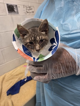 Shelter Stray Female Cat last seen Near Hollen Rd, 21212, MD, 2490 Giles Rd, Baltimore, MD 21225, USA