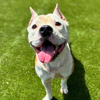 Shelter Stray Male Dog last seen Near Littlejohn St, Gastonia, NC, 1491 Business Park Ct, Gastonia, NC 28052, USA