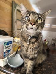Lost Female Cat last seen 61st and Yale, Tulsa, OK 74136