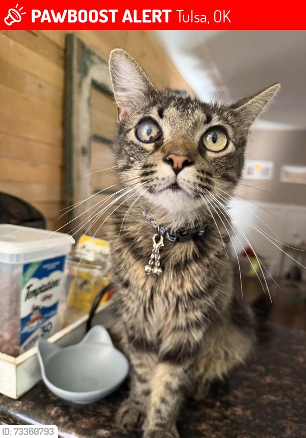 Lost Female Cat last seen 61st and Yale, Tulsa, OK 74136