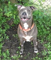 Shelter Stray Female Dog last seen Bismark St, Hernando, FL, 4030 S Airport Rd, Inverness, FL 34450, USA