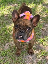 Shelter Stray Female Dog last seen Santos Dr, Citrus Springs, FL, 4030 S Airport Rd, Inverness, FL 34450, USA