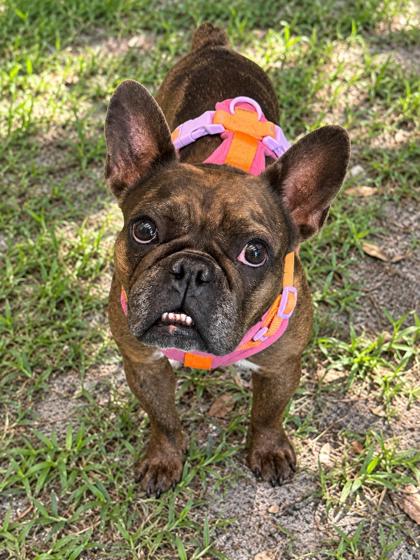 Shelter Stray Female Dog last seen Santos Dr, Citrus Springs, FL, 4030 S Airport Rd, Inverness, FL 34450, USA