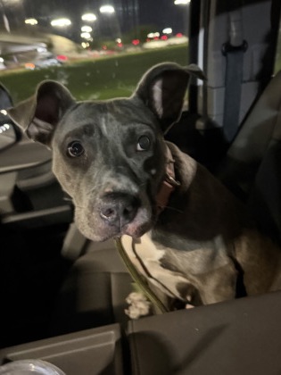 Shelter Stray Female Dog last seen 6770-29 Buffington Rd, Union City, GA, 1251 Fulton Industrial Blvd NW, Atlanta, GA 30336, USA