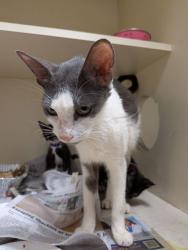 Shelter Stray Female Cat last seen Near McClave Dr, 30340, GA, 3280 Chamblee Dunwoody Rd, Chamblee, GA 30341, USA