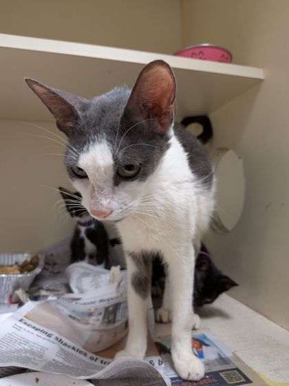 Shelter Stray Female Cat last seen Near McClave Dr, 30340, GA, 3280 Chamblee Dunwoody Rd, Chamblee, GA 30341, USA