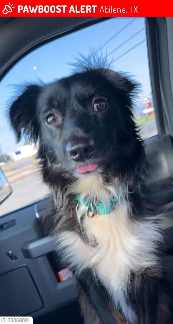 Lost Male Dog last seen Data Center, Abilene, TX 79602