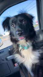 Lost Male Dog last seen Data Center, Abilene, TX 79602