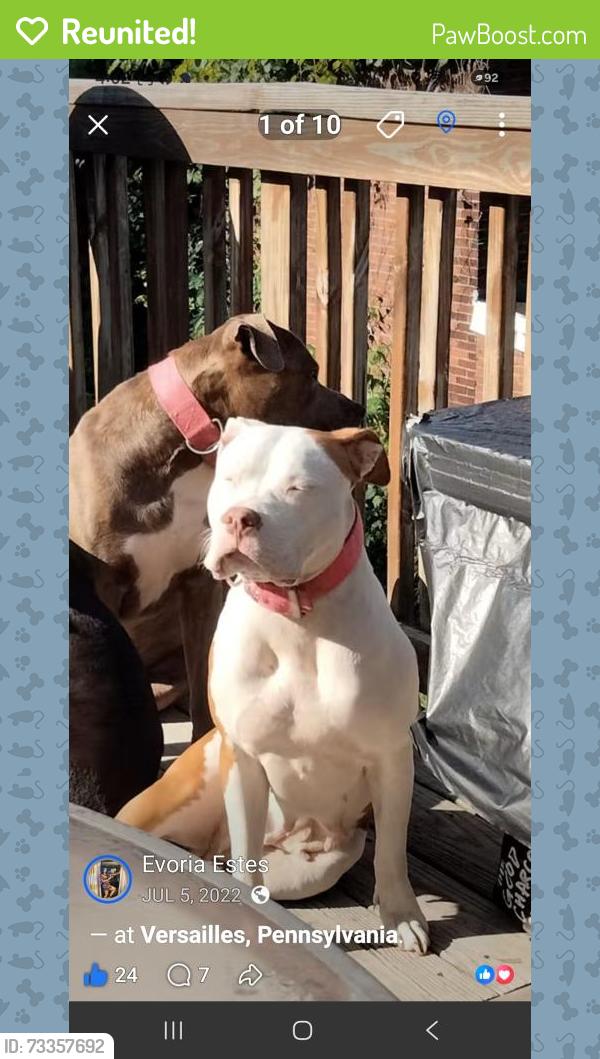 Reunited Female Dog last seen Weiler street NORTH BRADDOCK pa, Braddock, PA 15104