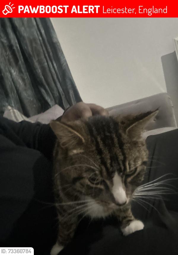 Lost Male Cat last seen Leicester college, Leicester, England 