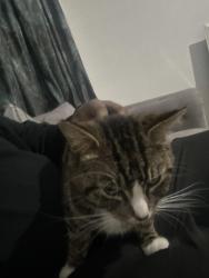 Lost Male Cat last seen Leicester college, Leicester, England 