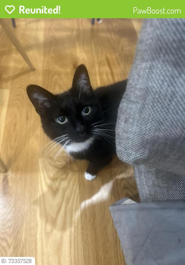 Reunited Female Cat last seen Near Moffitt St, Bridgeport CT 06605, Bridgeport, CT 06606