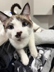 Lost Male Cat last seen Near South Roy Ave Northlake, IL, Northlake, IL 60164