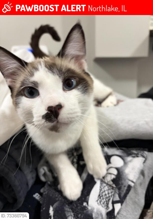 Lost Male Cat last seen Near South Roy Ave Northlake, IL, Northlake, IL 60164
