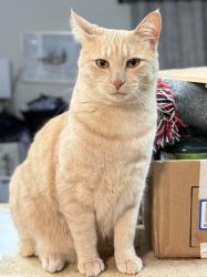 Lost Male Cat last seen Edgecombe Rd., Spartanburg, SC 29307