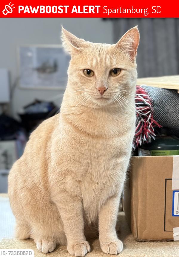 Lost Male Cat last seen Edgecombe Rd., Spartanburg, SC 29307