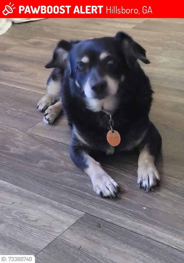 Lost Female Dog last seen Gainey rd and Hwy 11 S, Hillsboro, GA 31038