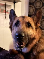 Reunited Male Dog last seen Near S 9th St, Wilmington, NC 28401, USA, Wilmington, NC 28401