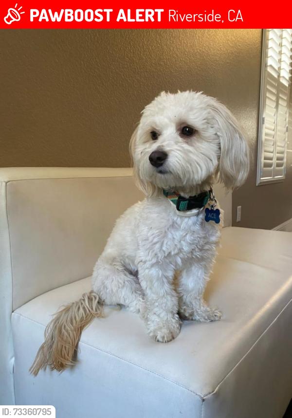 Lost Male Dog last seen Clara Court, Arlington, Riverside, CA 92505