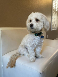 Lost Male Dog last seen Clara Court, Arlington, Riverside, CA 92505