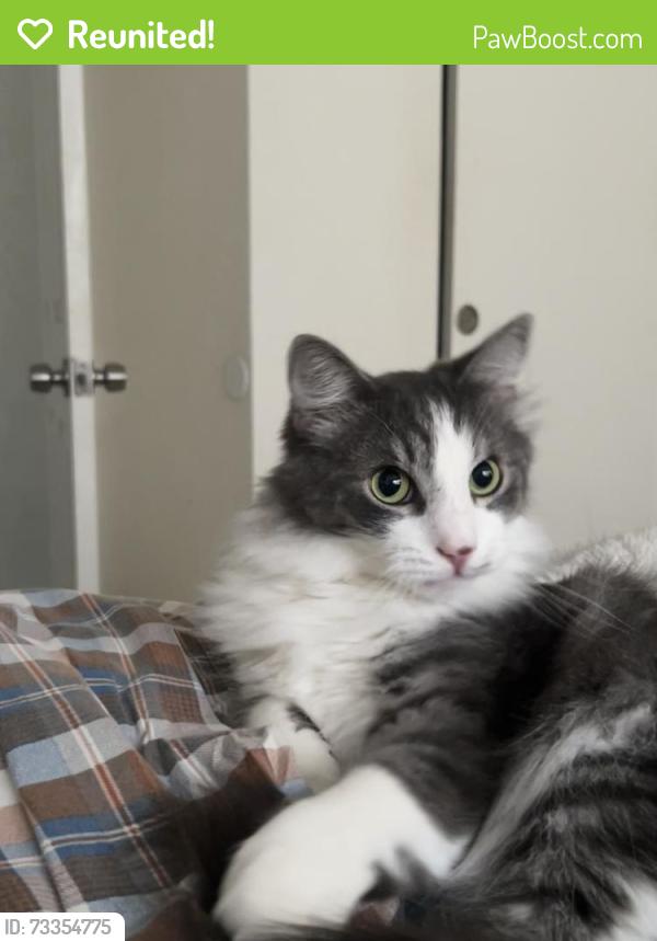 Reunited Male Cat last seen 28th street N, St. Petersburg, FL 33713