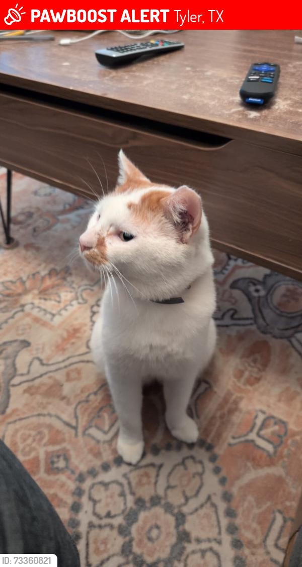 Lost Male Cat last seen Near Stanley’s, Tyler, TX 75701