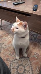 Lost Male Cat last seen Near Stanley’s, Tyler, TX 75701