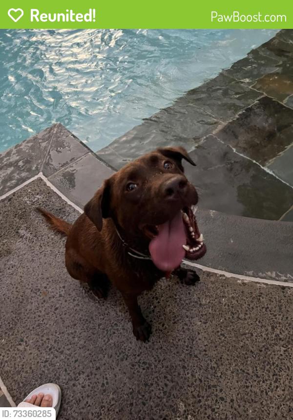 Reunited Male Dog last seen Poplar Ave. and Kimbrough in Germantown, Shelby County, TN 38117
